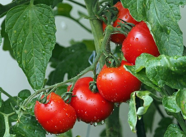 Reussir la pollinisation des plants de tomate : comment faire ? - Cpie